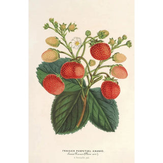 Charles Antoine Lemaire - Fraisier perptuel Ananas.webp