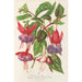 Fuchsia nieuwe variëteiten van - Charles Antoine Lemaire — weergave van het kunstwerk