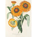 Gazania splendens hybride - Charles Antoine Lemaire — weergave van het kunstwerk