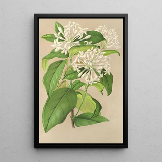Charles Antoine Lemaire - Gloneria jasminiflora.webp