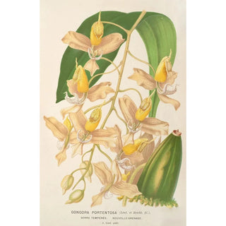 Charles Antoine Lemaire - Gongora portentosa.webp