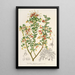 Reproductie van het schilderij Grevillea alpestris - Charles Antoine Lemaire