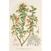 Reproductie van het schilderij Grevillea alpestris - Charles Antoine Lemaire