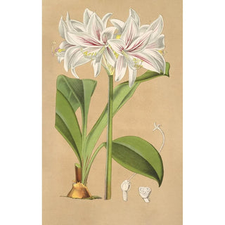 Charles Antoine Lemaire - Griffinia Blumenavia.webp