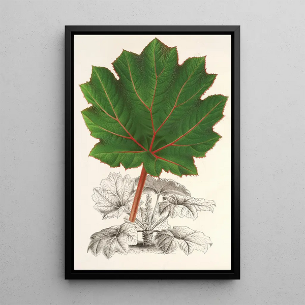 Charles Antoine Lemaire - Gunnera brephogea.webp