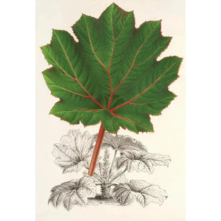 Charles Antoine Lemaire - Gunnera brephogea.webp