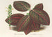 Gymnostachyum Verschaffeltii - Charles Antoine Lemaire — weergave van het kunstwerk