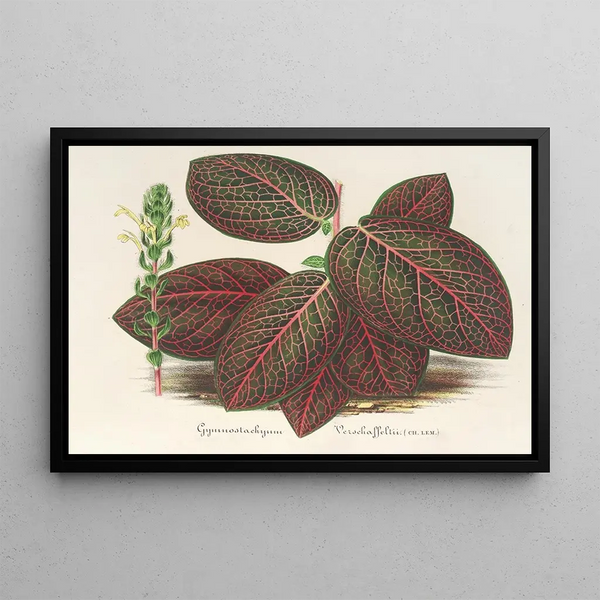 Charles Antoine Lemaire - Gymnostachyum Verschaffeltii.webp