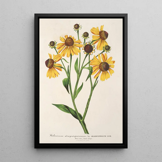 Charles Antoine Lemaire - Helenium atropurpureum var grandicephalum.webp