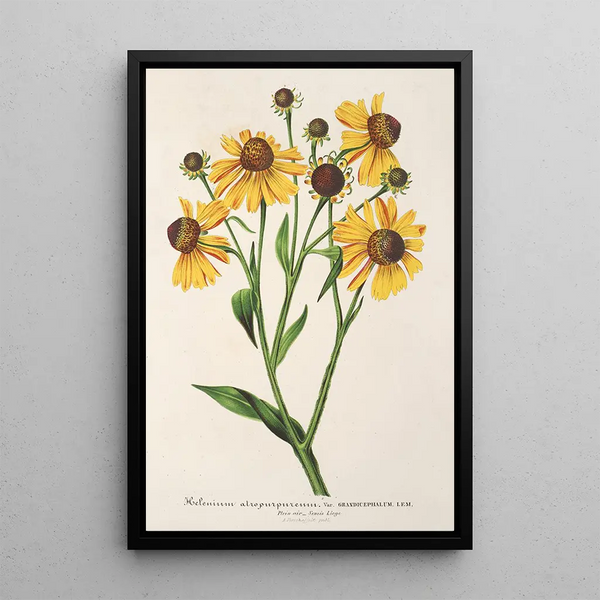 Charles Antoine Lemaire - Helenium atropurpureum var grandicephalum.webp