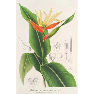 Charles Antoine Lemaire - Heliconia aurantiaca.webp