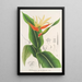 Heliconia aurantiaca - Charles Antoine Lemaire — ingelijst kunstwerk aan de muur