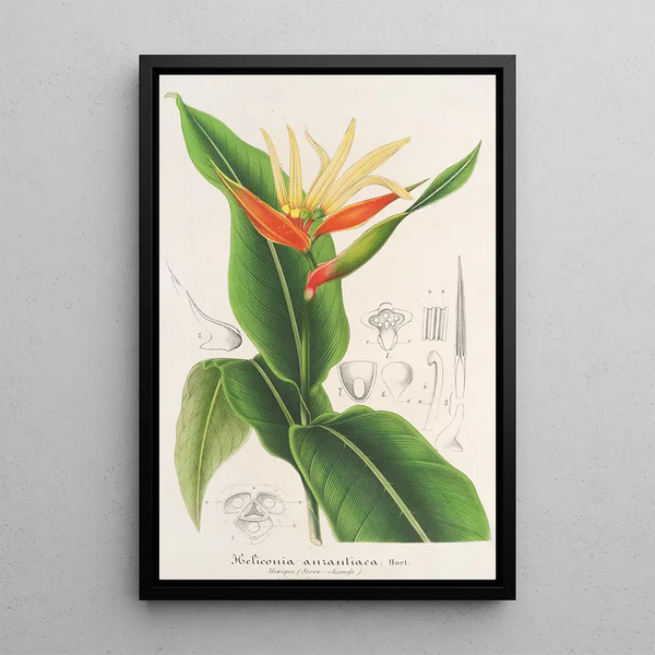 Charles Antoine Lemaire - Heliconia aurantiaca.webp