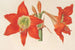 Hippeastrum Amaryllis pyrrochroum - Charles Antoine Lemaire — weergave van het kunstwerk
