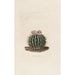 Iconografie beschrijvend van de cactussen Pl03 - Charles Antoine Lemaire — weergave van het kunstwerk
