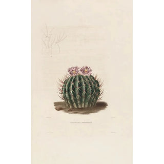 Charles Antoine Lemaire - Iconographie descriptive des cactees Pl03.webp