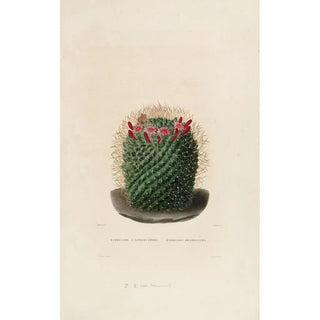 Charles Antoine Lemaire - Iconographie descriptive des cactees Pl12.webp