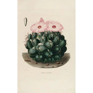 Charles Antoine Lemaire - Iconographie descriptive des cactees Pl14.webp