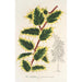 Ilex aquifolium - Charles Antoine Lemaire — weergave van het kunstwerk