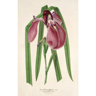 Charles Antoine Lemaire - Iris Kaempferi Siebold.webp