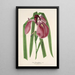 Iris Kaempferi Siebold - Charles Antoine Lemaire — ingelijst kunstwerk aan de muur