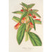 Reproductie van het schilderij Kohleria lanata - Charles Antoine Lemaire