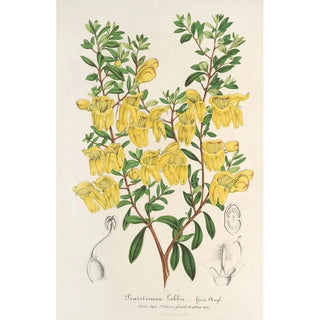 Charles Antoine Lemaire - Lepidostemon penstemonoides Penstemon Lobbii.webp