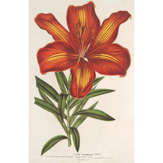 Charles Antoine Lemaire - Lilium formosum.webp