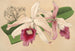 Lélia purpurata var. Nelisii - Charles Antoine Lemaire — weergave van het kunstwerk