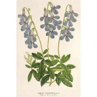 Charles Antoine Lemaire - Lobelia coronopifolia.webp