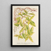 Lonicera periclymenum aureum - Charles Antoine Lemaire — ingelijst kunstwerk aan de muur