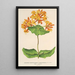 Reproductie van het schilderij Lonicera sempervirens Plantierensis - Charles Antoine Lemaire