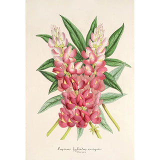 Charles Antoine Lemaire - Lupinus insignis hybridus.webp
