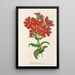 Lychnis Haagena - Charles Antoine Lemaire — ingelijst kunstwerk aan de muur