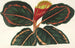 Maranta Roseo-Picta - Charles Antoine Lemaire — weergave van het kunstwerk