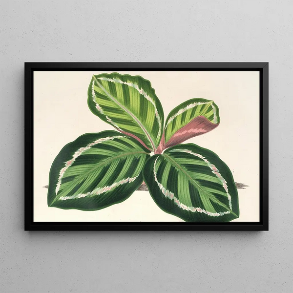 Charles Antoine Lemaire - Maranta illustris.webp