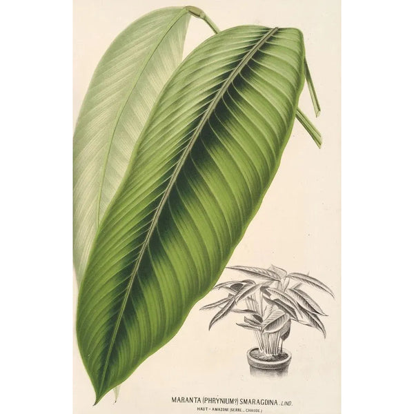 Charles Antoine Lemaire - Maranta smaragdina.webp
