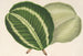 Maranta virginalis - Charles Antoine Lemaire — weergave van het kunstwerk