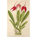 Masdevallia Lindeni - Charles Antoine Lemaire — weergave van het kunstwerk
