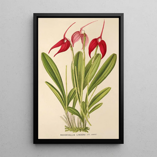 Charles Antoine Lemaire - Masdevallia Lindeni.webp