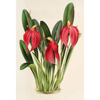 Charles Antoine Lemaire - Masdevallia Lindeni var Harryana.webp