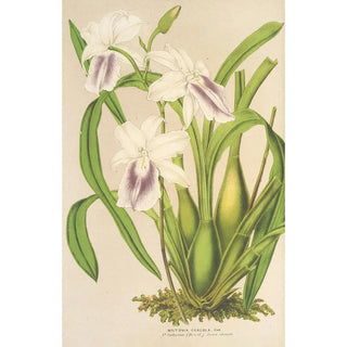 Charles Antoine Lemaire - Miltonia cereola.webp