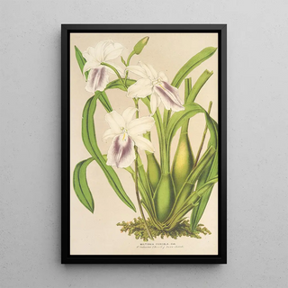 Charles Antoine Lemaire - Miltonia cereola.webp
