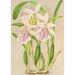 Miltonia rosea - Charles Antoine Lemaire — weergave van het kunstwerk