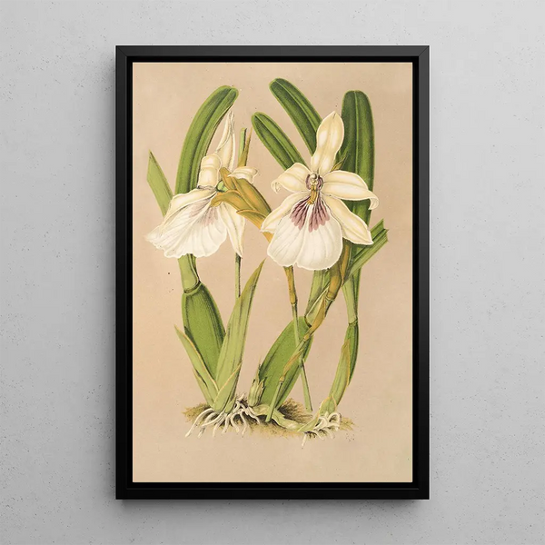 Charles Antoine Lemaire - Miltonia spectabilis var virginalis.webp