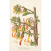 Reproductie van het schilderij Musschia Wollastoni - Charles Antoine Lemaire