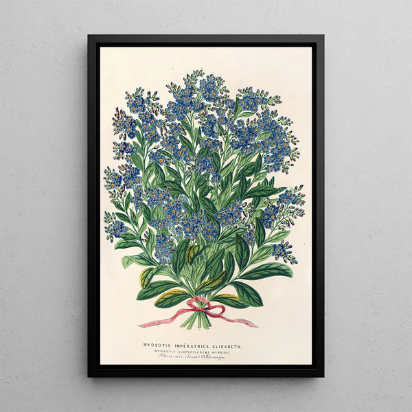 Charles Antoine Lemaire - Myosotis Impratrice Elisabeth semperllorens.webp