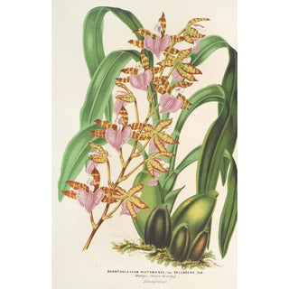 Charles Antoine Lemaire - Odontoglossum bictoniense var splendens.webp