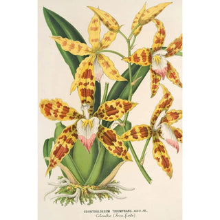 Charles Antoine Lemaire - Odontoglossum triumphans.webp