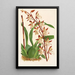 Reproductie van het schilderij Odontoglossum bictoniense - Charles Antoine Lemaire